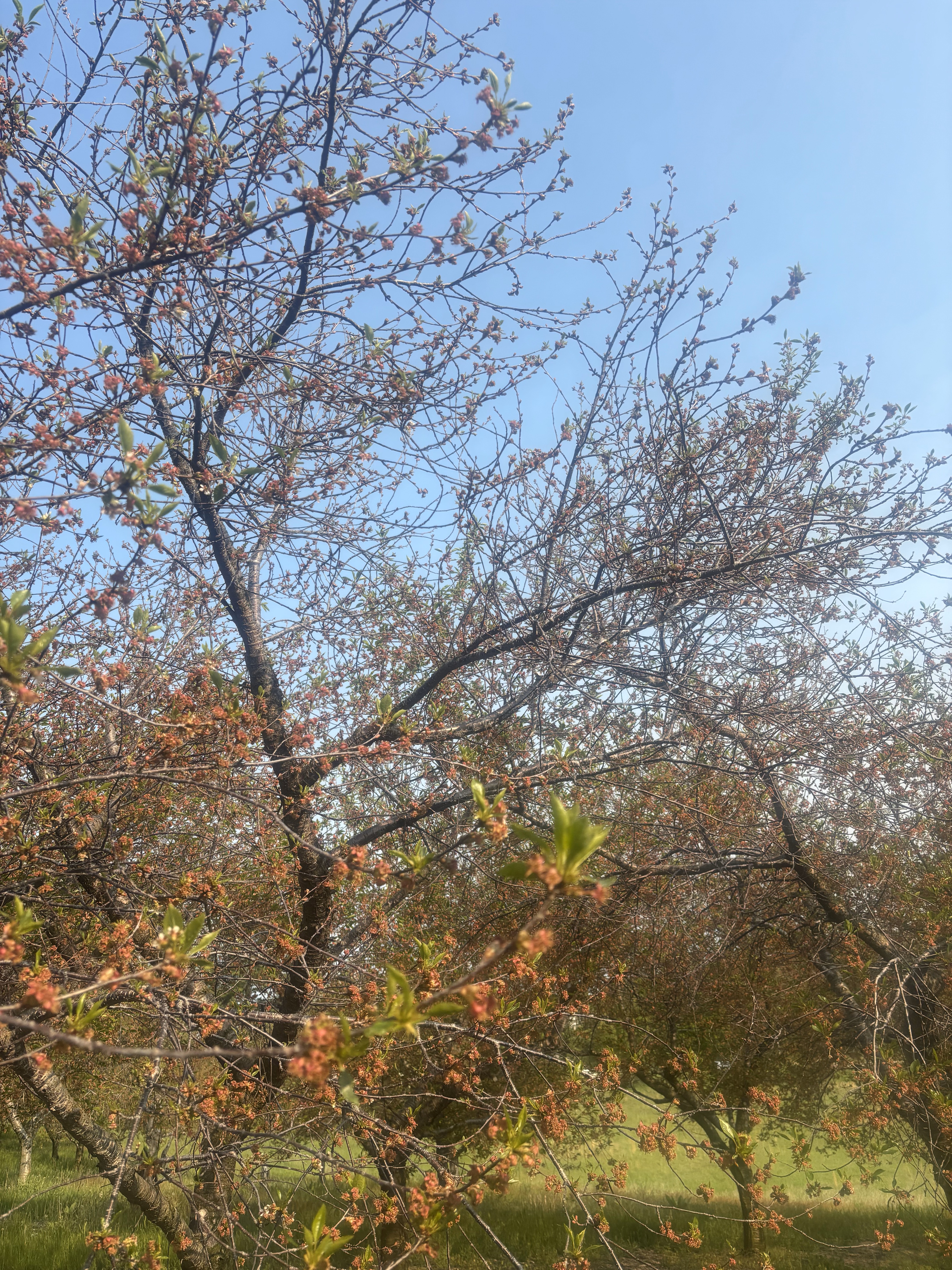 NW fruit 2_6-3-25.jpg